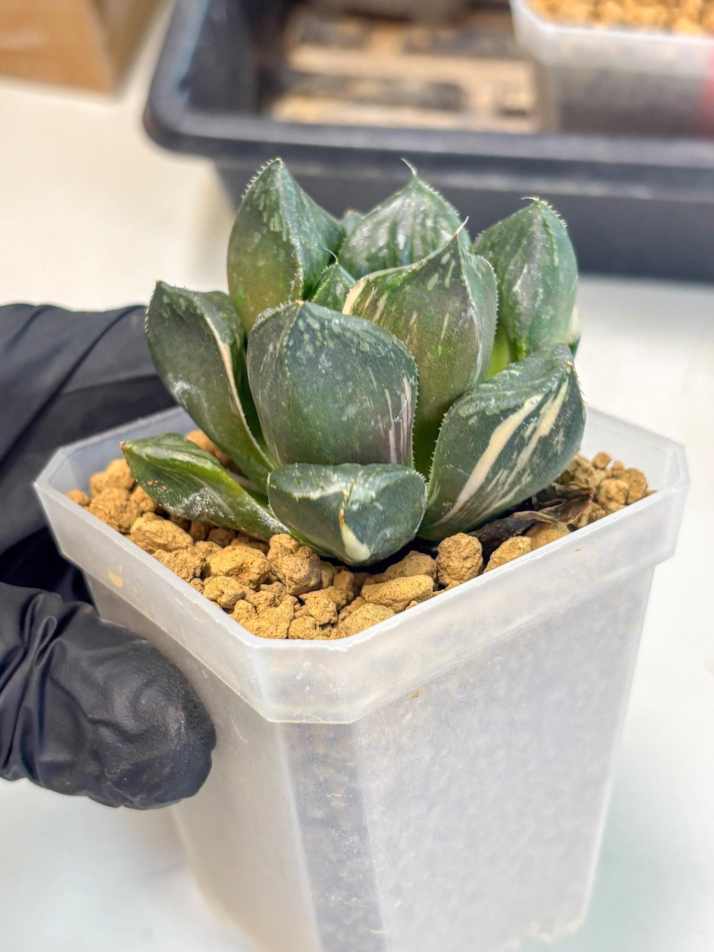 Haworthia Obtusa Hyb Var (wa1) (7) | South Korea Import | Succulent