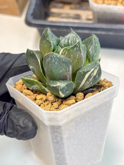Haworthia Obtusa Hyb Var (wa1) (7) | South Korea Import | Succulent