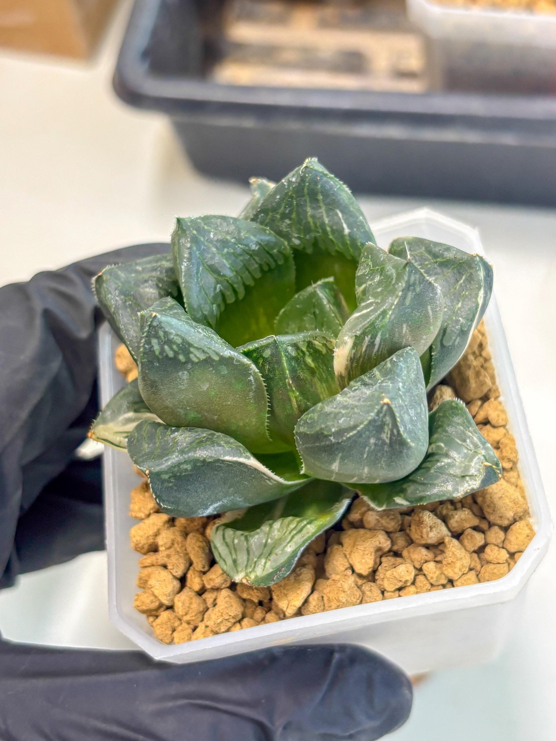 Haworthia Obtusa Hyb Var (wa1) (7) | South Korea Import | Succulent