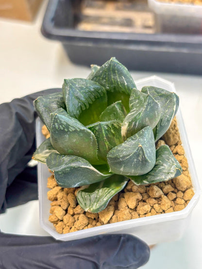 Haworthia Obtusa Hyb Var (wa1) (7) | South Korea Import | Succulent