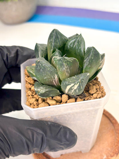Haworthia Obtusa Hyb Var (wa1) (7) | South Korea Import | Succulent
