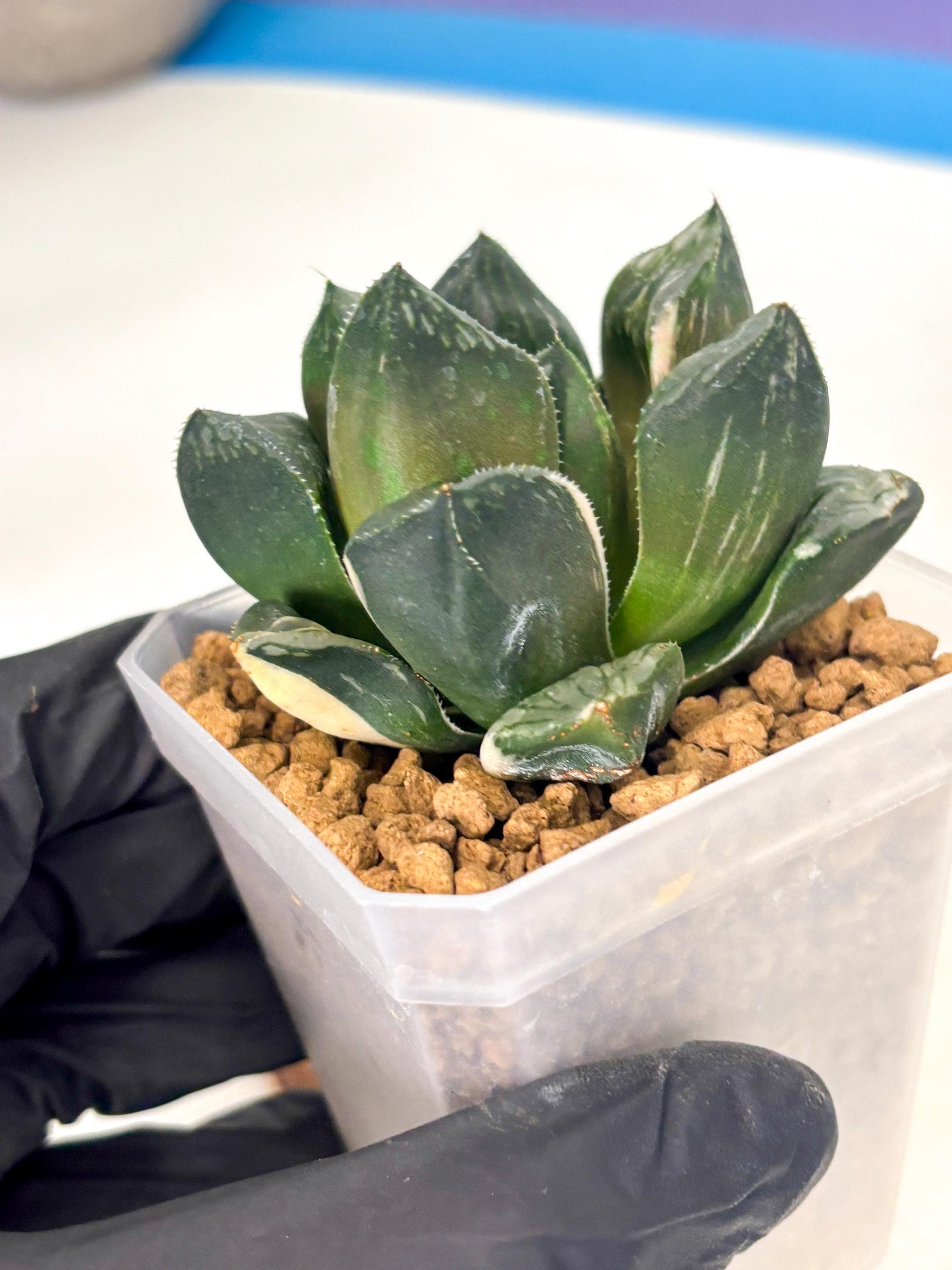 Haworthia Obtusa Hyb Var (wa1) (7) | South Korea Import | Succulent