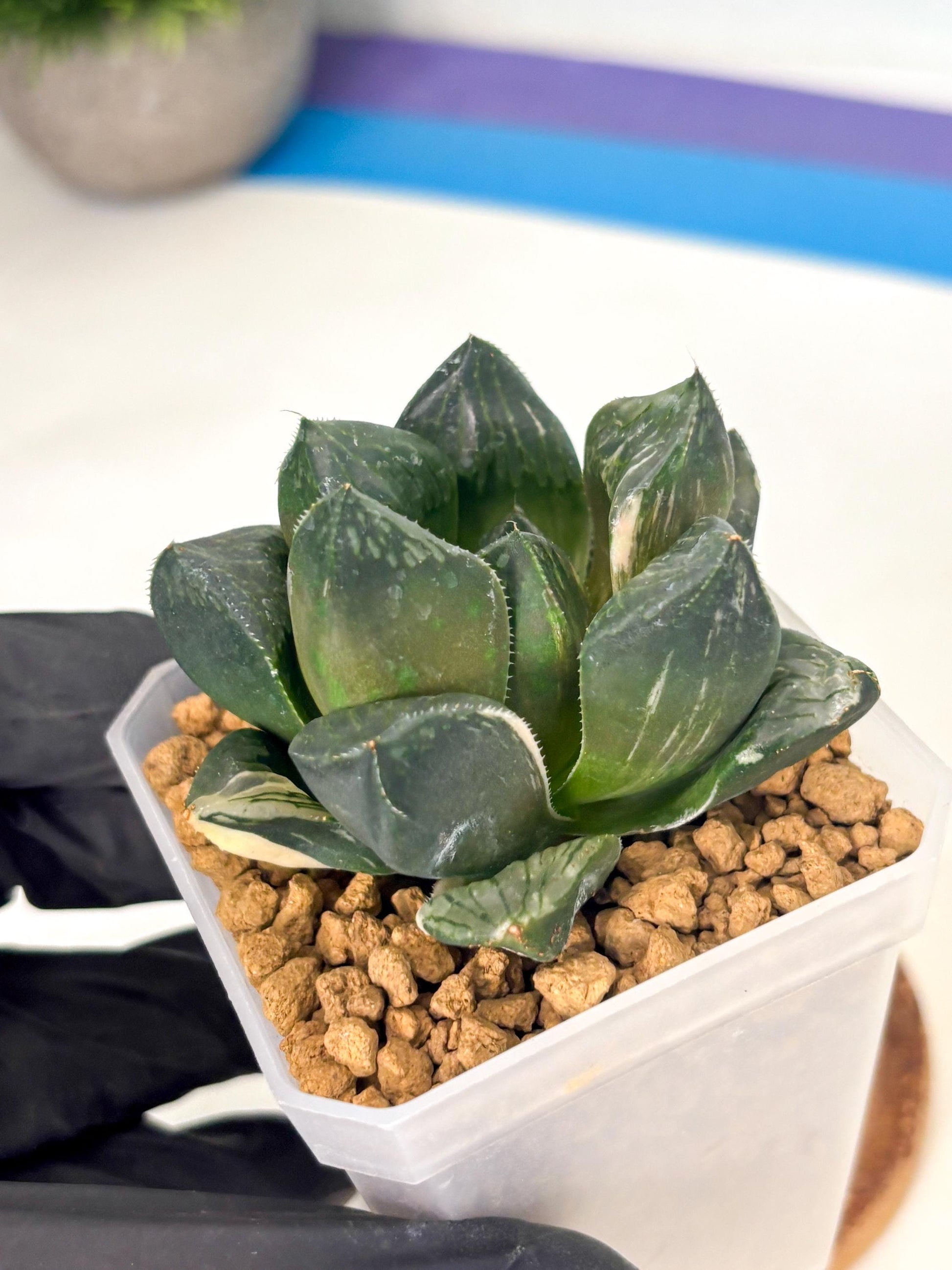 Haworthia Obtusa Hyb Var (wa1) (7) | South Korea Import | Succulent