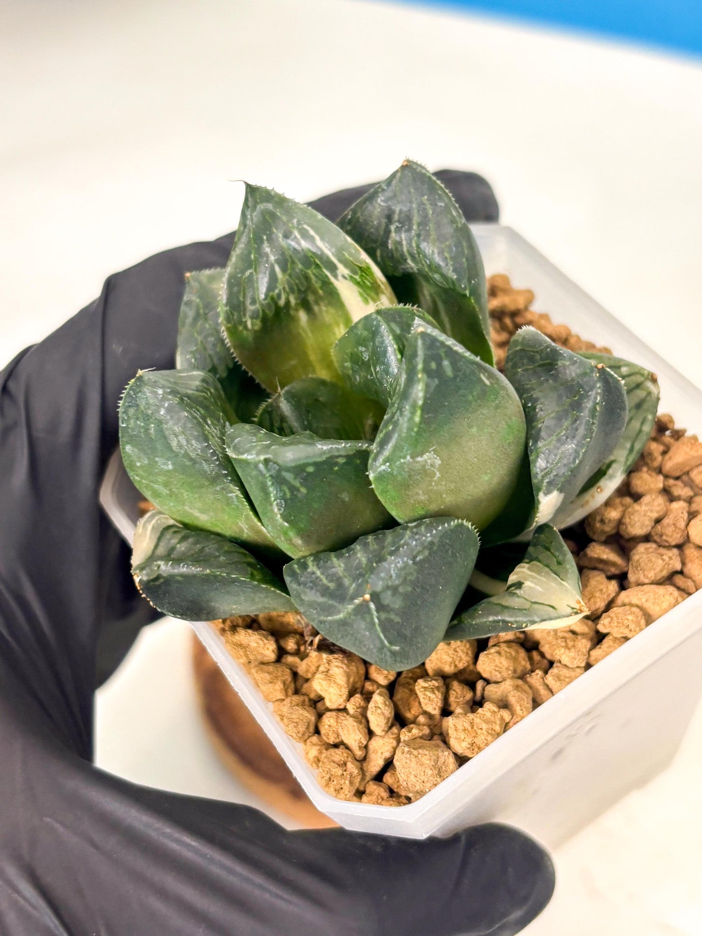 Haworthia Obtusa Hyb Var (wa1) (7) | South Korea Import | Succulent