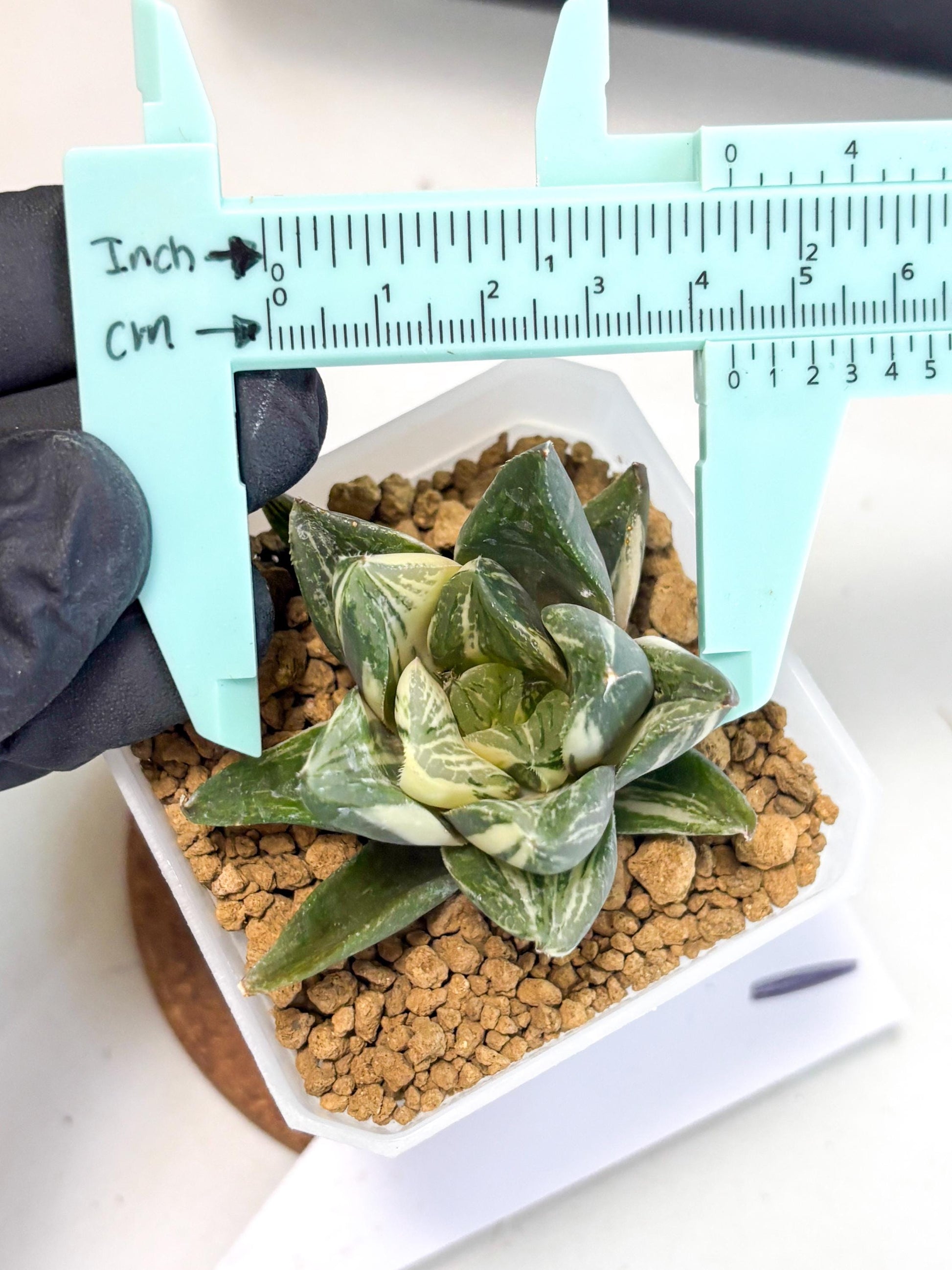 Haworthia Comptoniana Var (wa1) (y1) | South Korea Import | Succulent