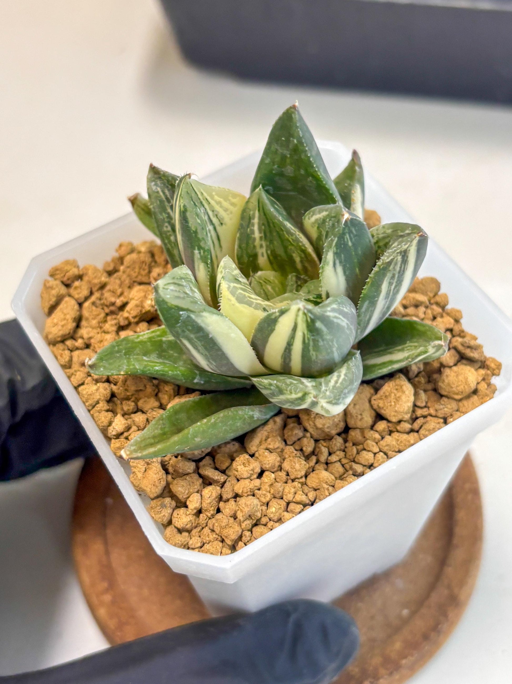 Haworthia Comptoniana Var (wa1) (y1) | South Korea Import | Succulent
