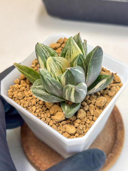 Haworthia Comptoniana Var (wa1) (y1) | South Korea Import | Succulent