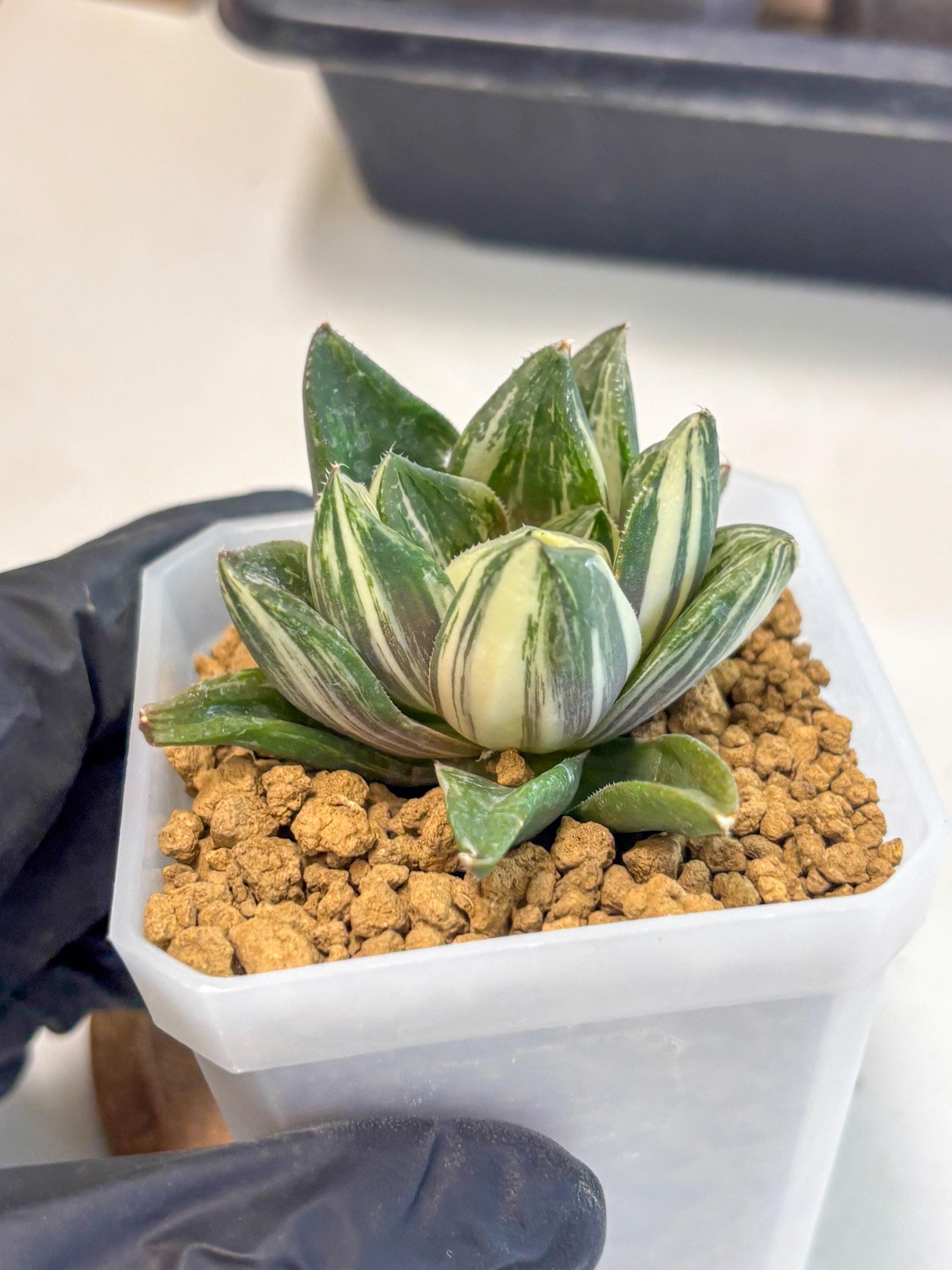 Haworthia Comptoniana Var (wa1) (y1) | South Korea Import | Succulent