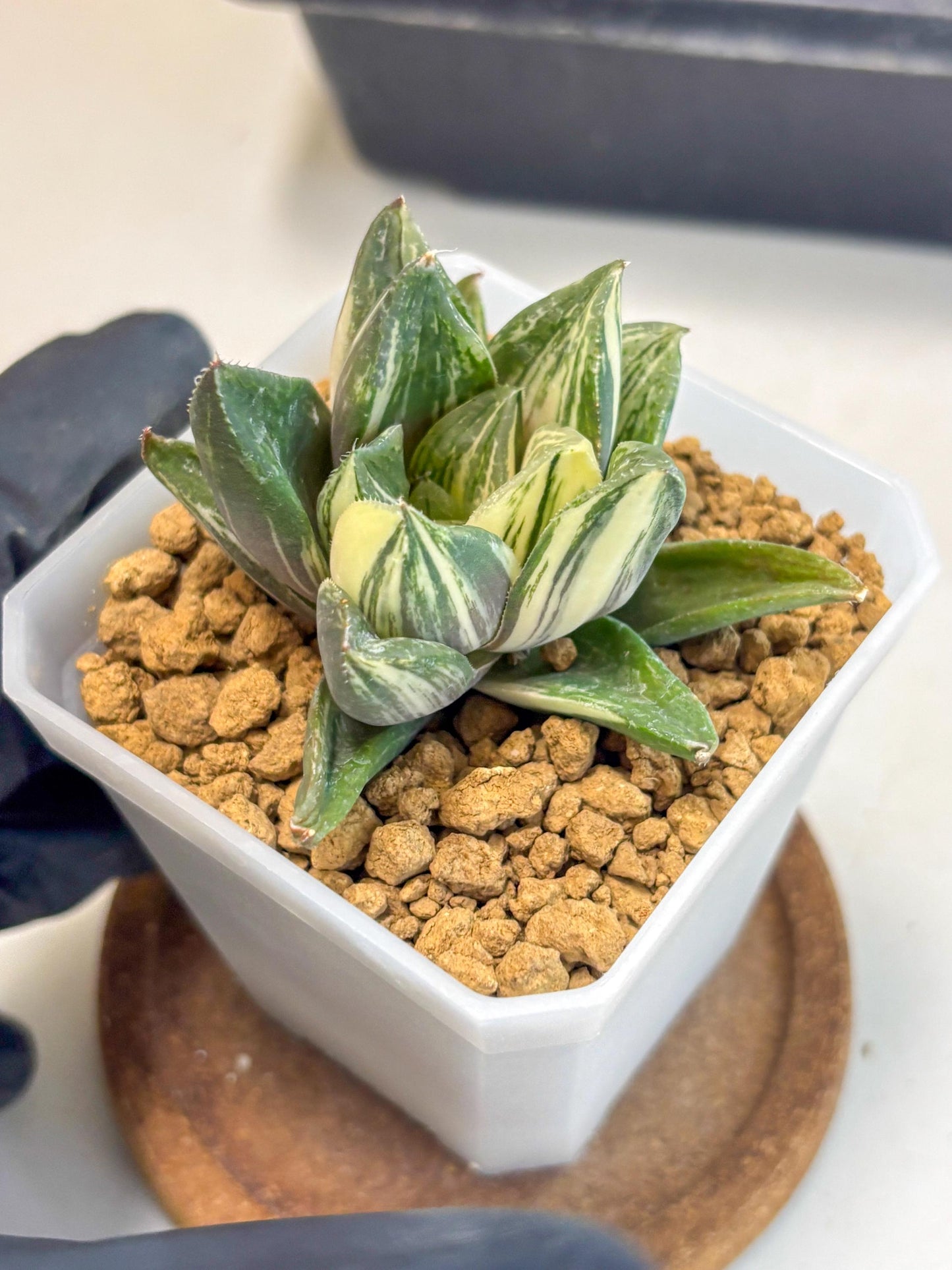 Haworthia Comptoniana Var (wa1) (y1) | South Korea Import | Succulent