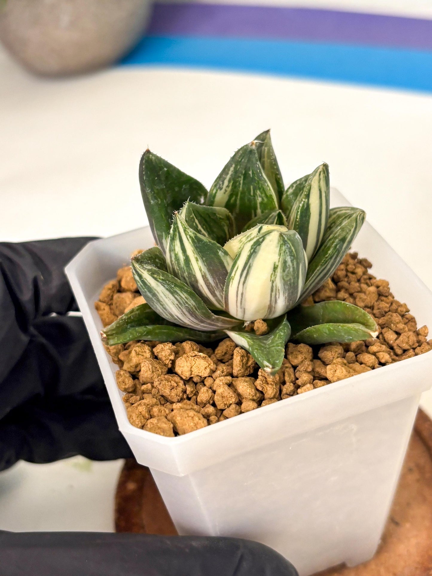 Haworthia Comptoniana Var (wa1) (y1) | South Korea Import | Succulent