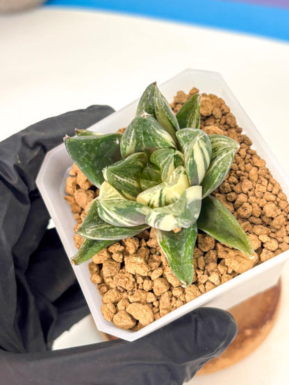 Haworthia Comptoniana Var (wa1) (y1) | South Korea Import | Succulent
