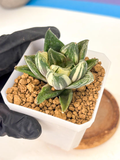 Haworthia Comptoniana Var (wa1) (y1) | South Korea Import | Succulent