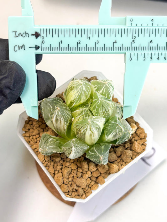 Haworthia MirrorBall Loulan (wa1) (y2) | South Korea Import | Succulent