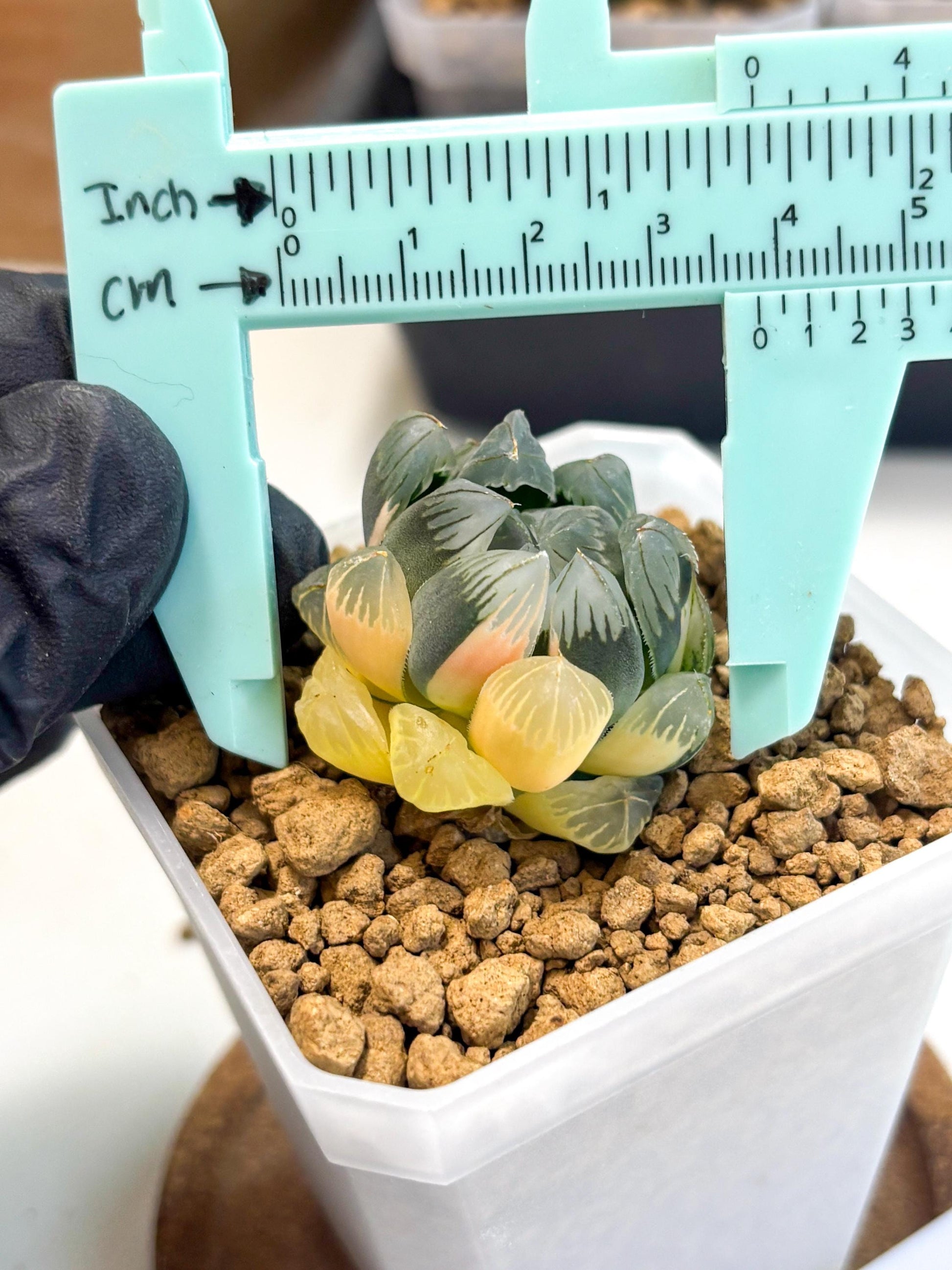 Haworthia Obtusa Var (wa1) (y3) | South Korea Import | Succulent