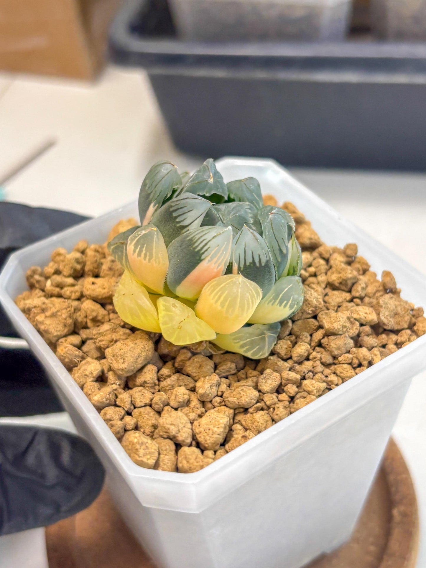 Haworthia Obtusa Var (wa1) (y3) | South Korea Import | Succulent