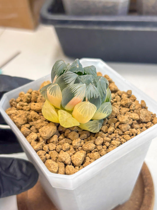 Haworthia Obtusa Var (wa1) (y3) | South Korea Import | Succulent