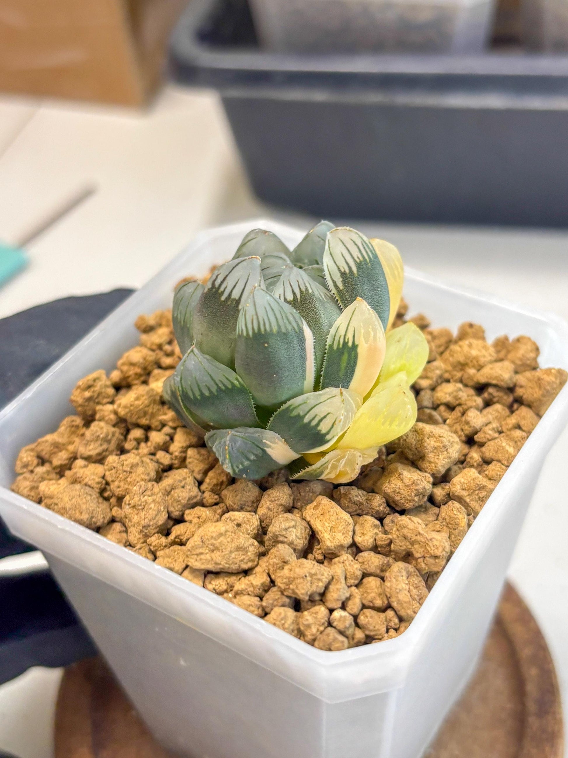 Haworthia Obtusa Var (wa1) (y3) | South Korea Import | Succulent