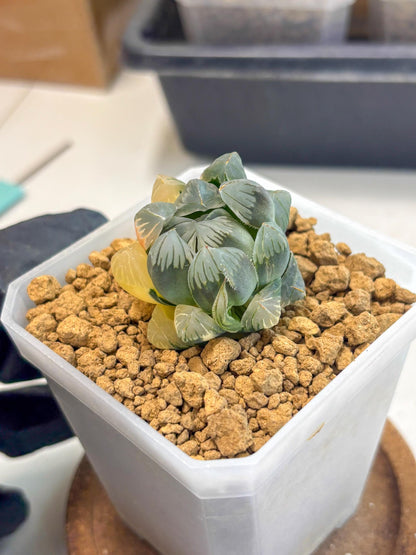 Haworthia Obtusa Var (wa1) (y3) | South Korea Import | Succulent