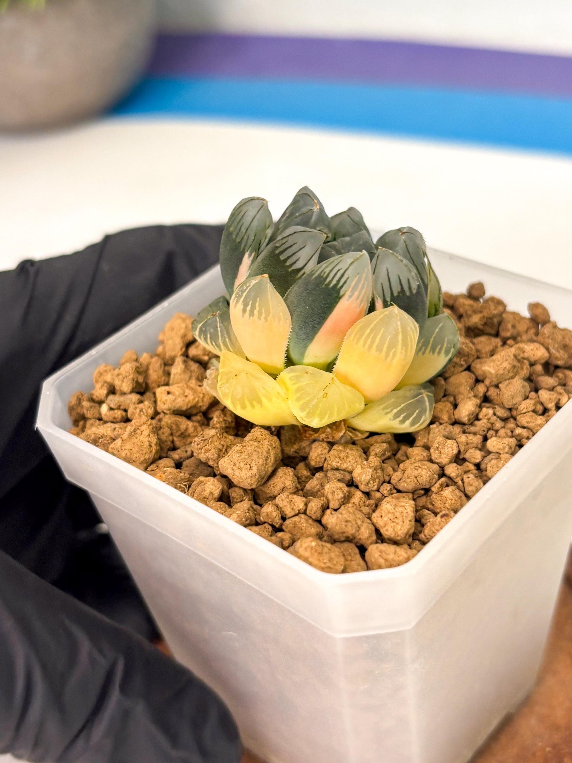 Haworthia Obtusa Var (wa1) (y3) | South Korea Import | Succulent