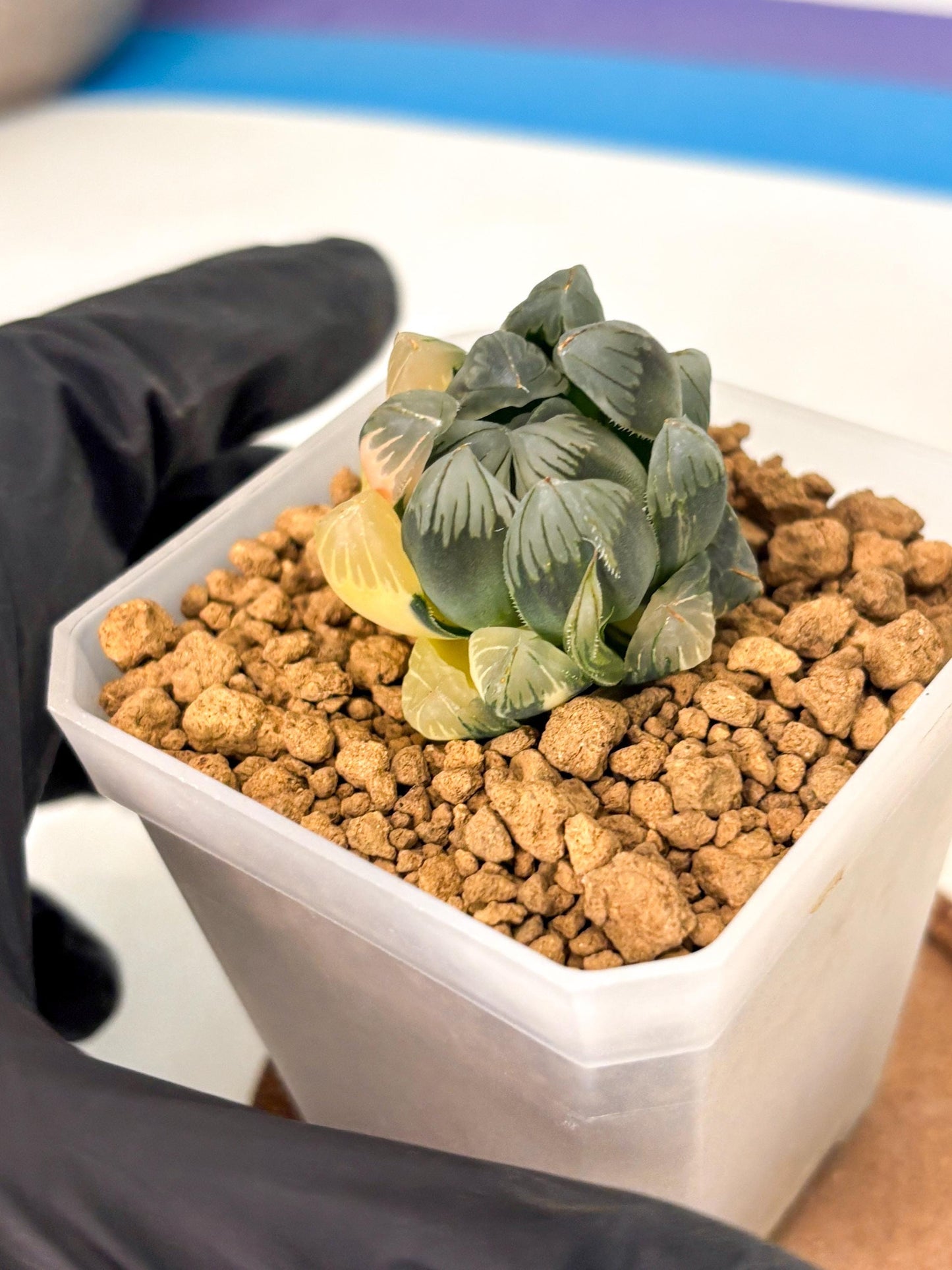 Haworthia Obtusa Var (wa1) (y3) | South Korea Import | Succulent