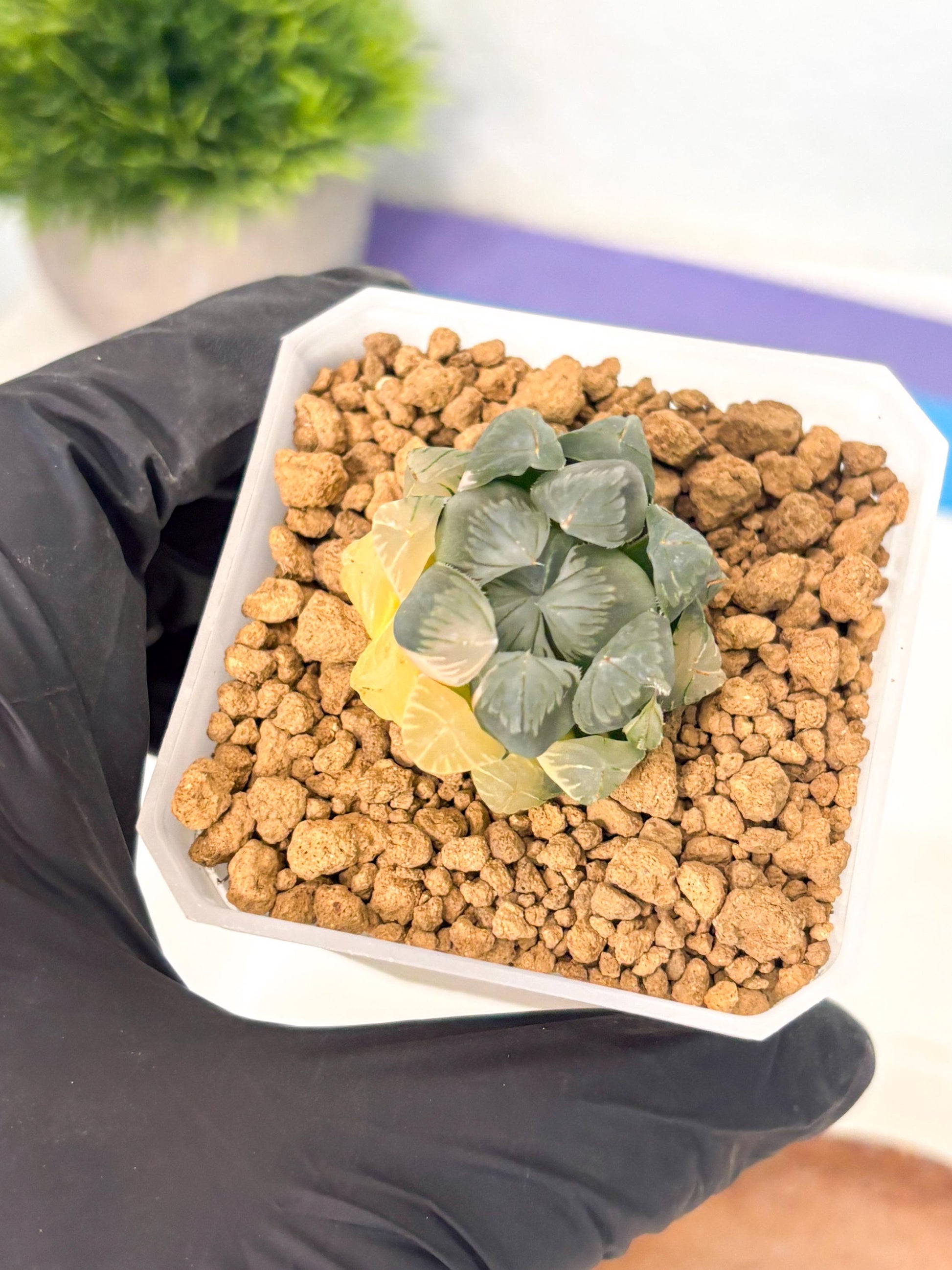 Haworthia Obtusa Var (wa1) (y3) | South Korea Import | Succulent