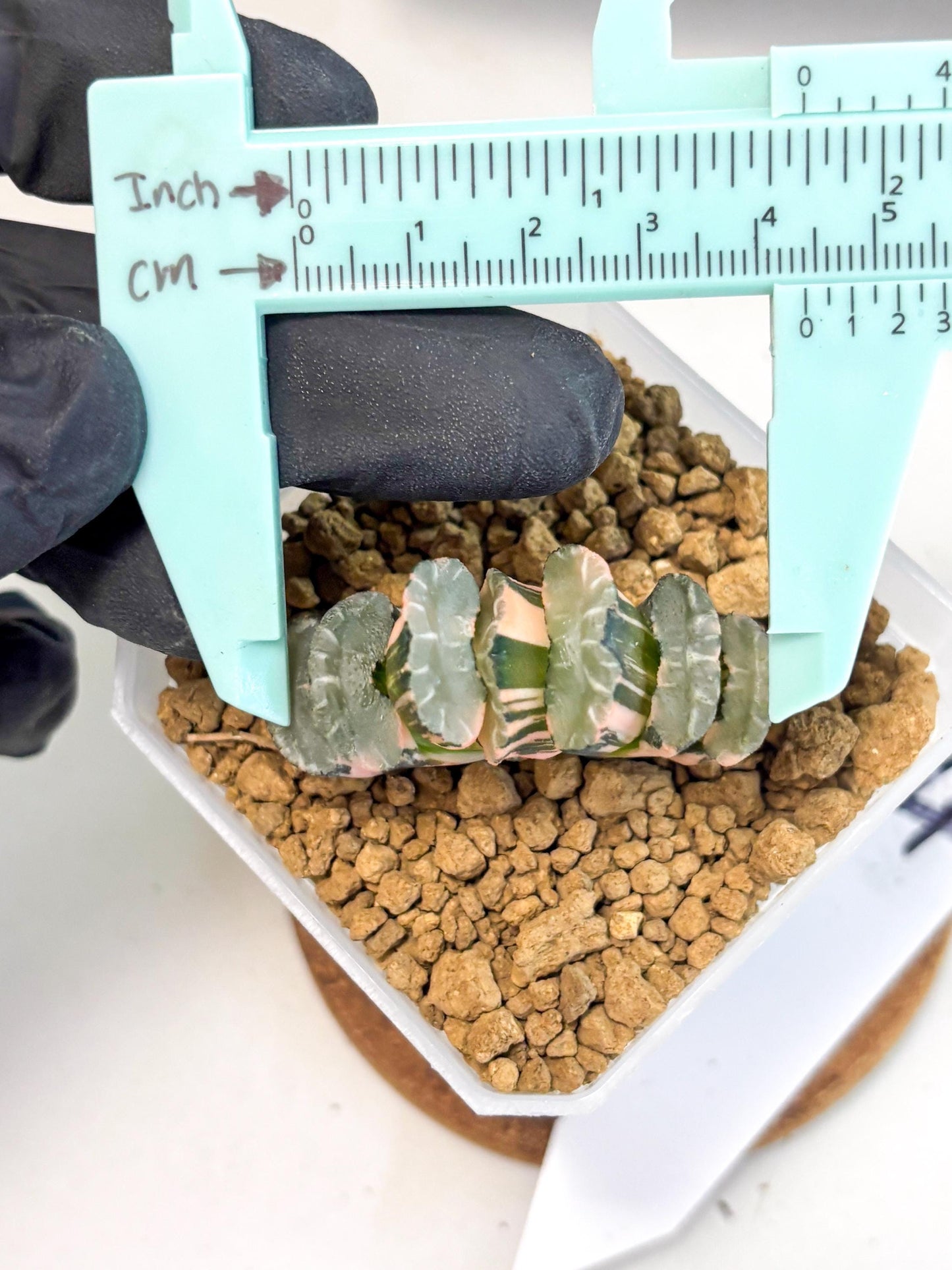 Haworthia Truncata Best Blue (wa1) (y4) | South Korea Import | Succulent