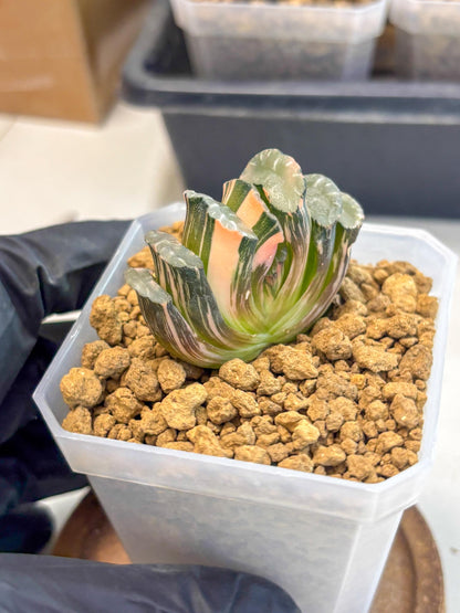 Haworthia Truncata Best Blue (wa1) (y4) | South Korea Import | Succulent