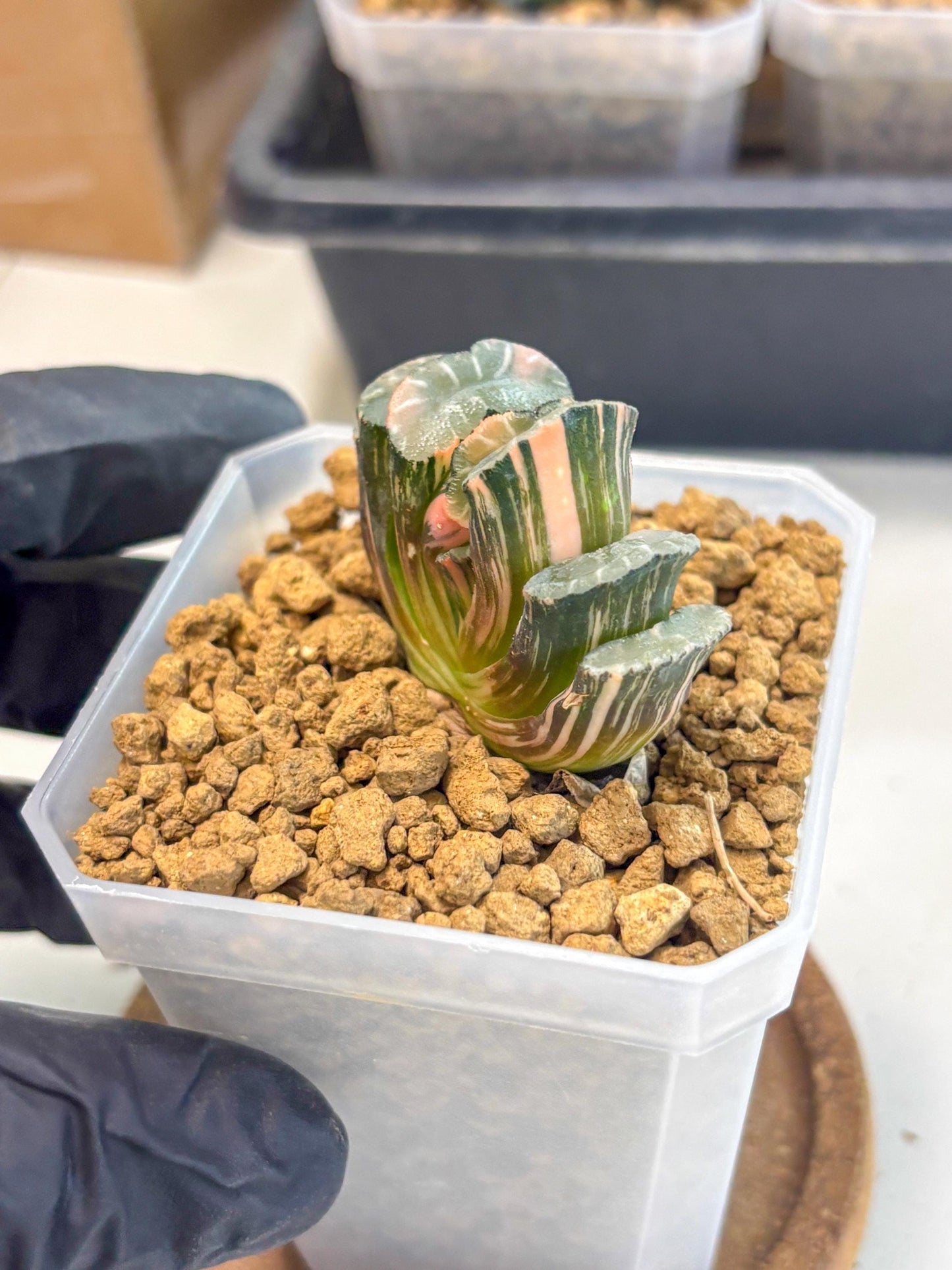 Haworthia Truncata Best Blue (wa1) (y4) | South Korea Import | Succulent