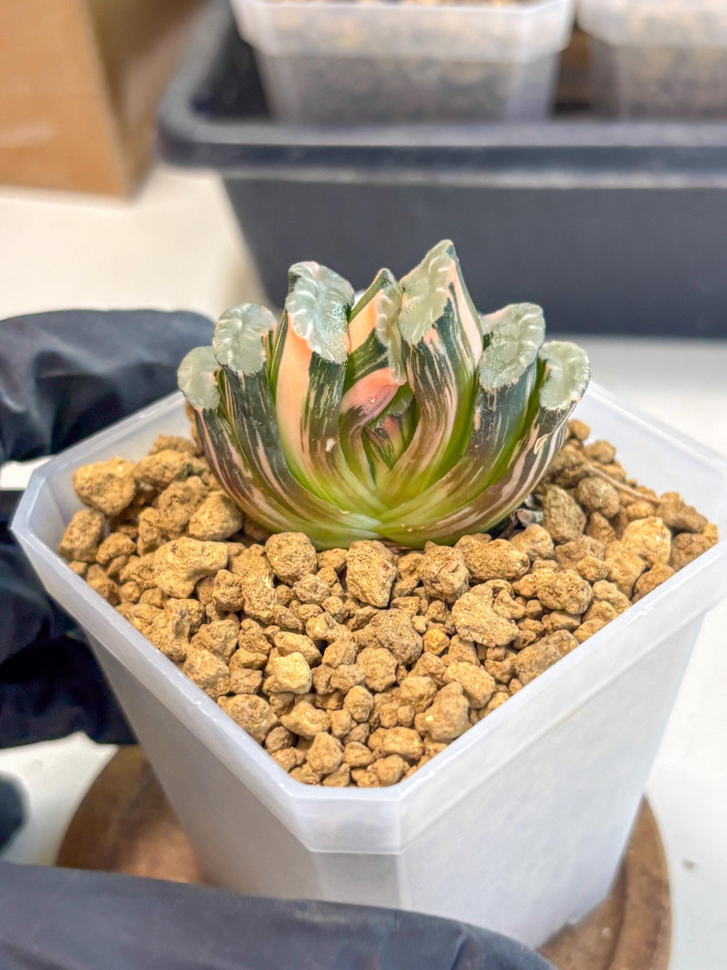 Haworthia Truncata Best Blue (wa1) (y4) | South Korea Import | Succulent