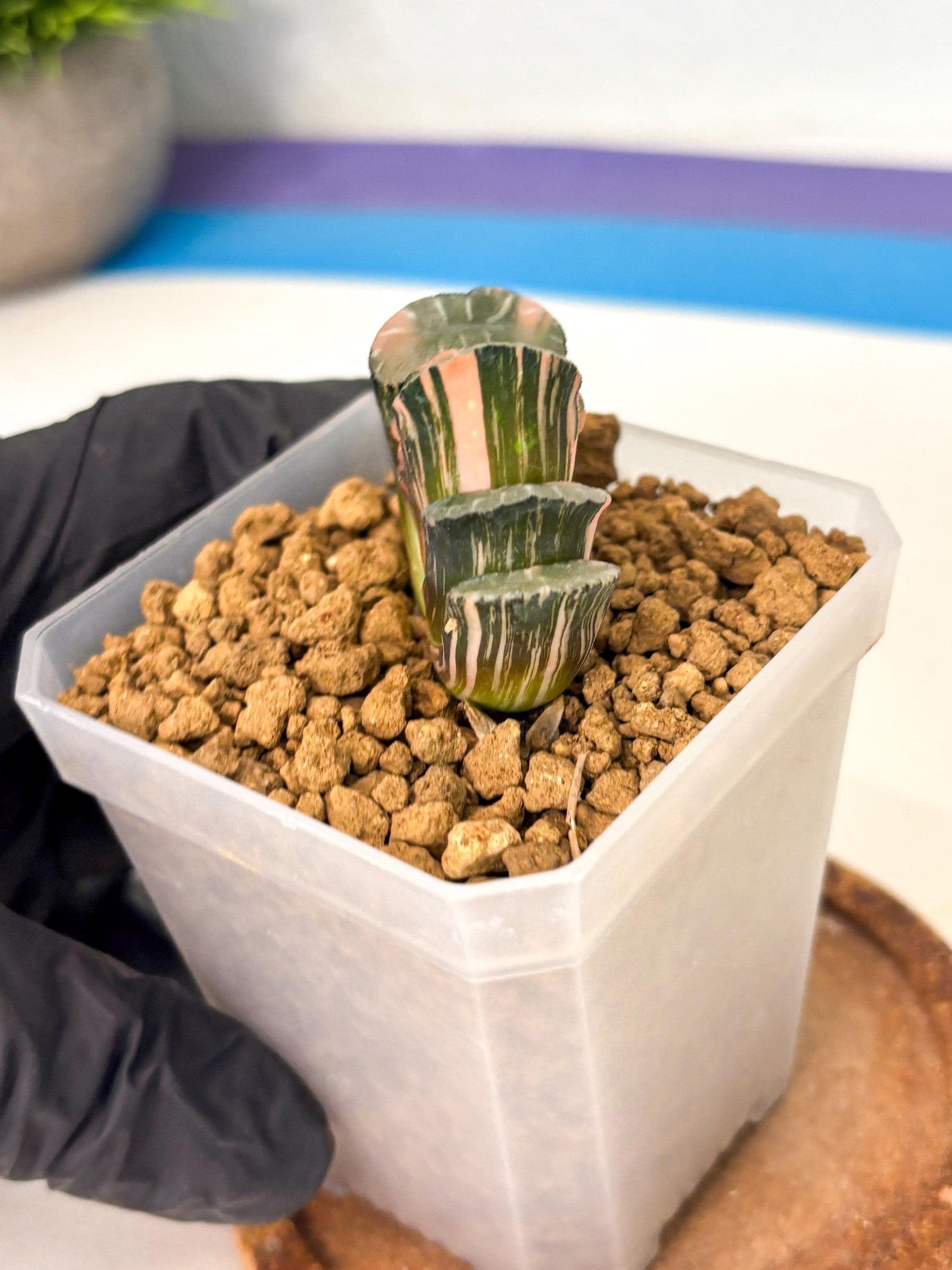 Haworthia Truncata Best Blue (wa1) (y4) | South Korea Import | Succulent