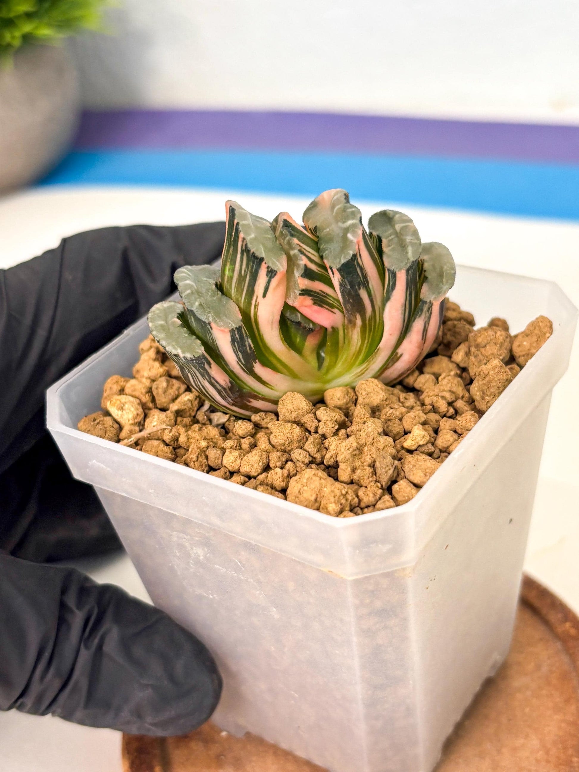 Haworthia Truncata Best Blue (wa1) (y4) | South Korea Import | Succulent