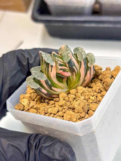 Haworthia Truncata Best Blue (wa1) (y4) | South Korea Import | Succulent