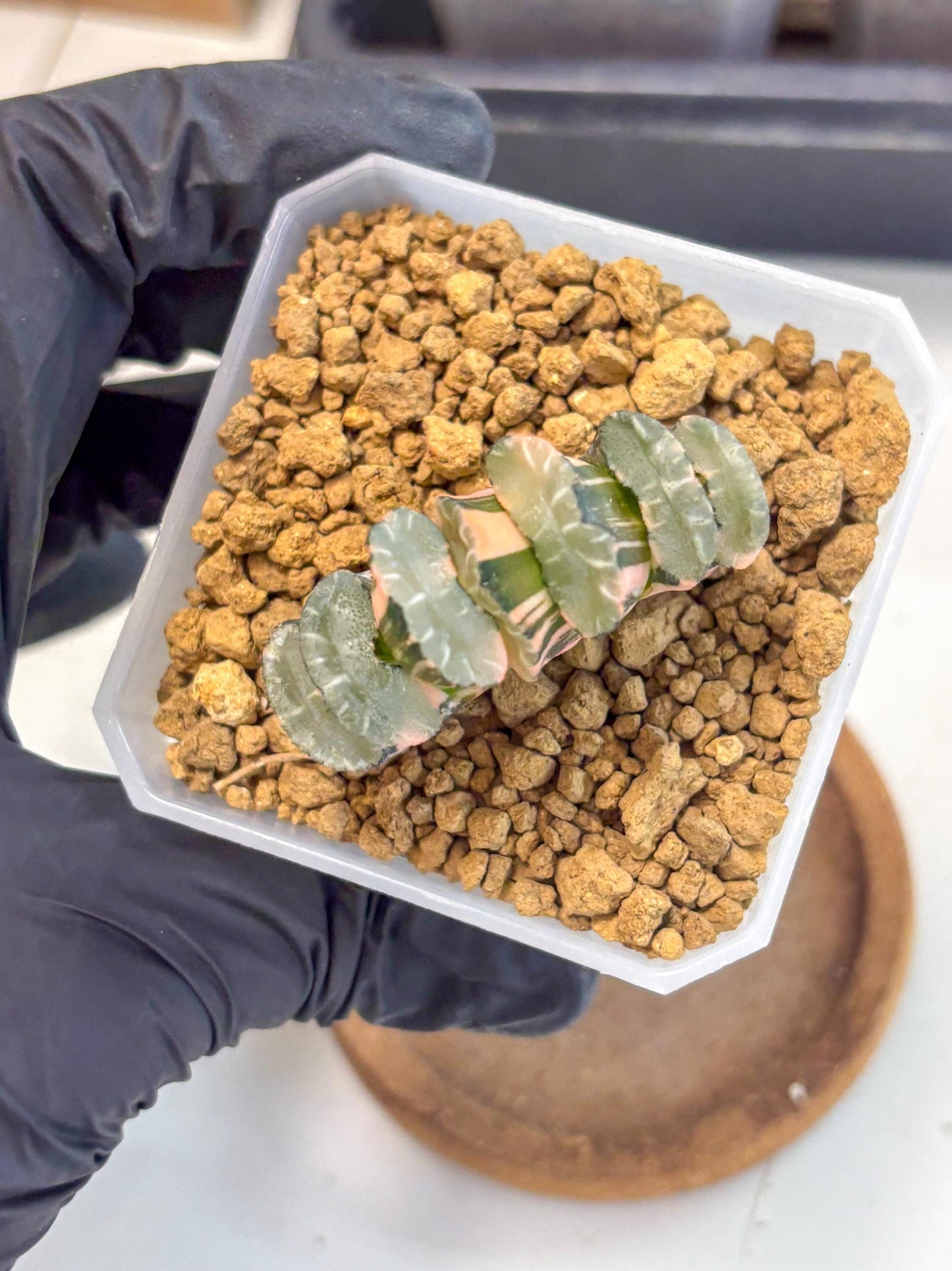 Haworthia Truncata Best Blue (wa1) (y4) | South Korea Import | Succulent
