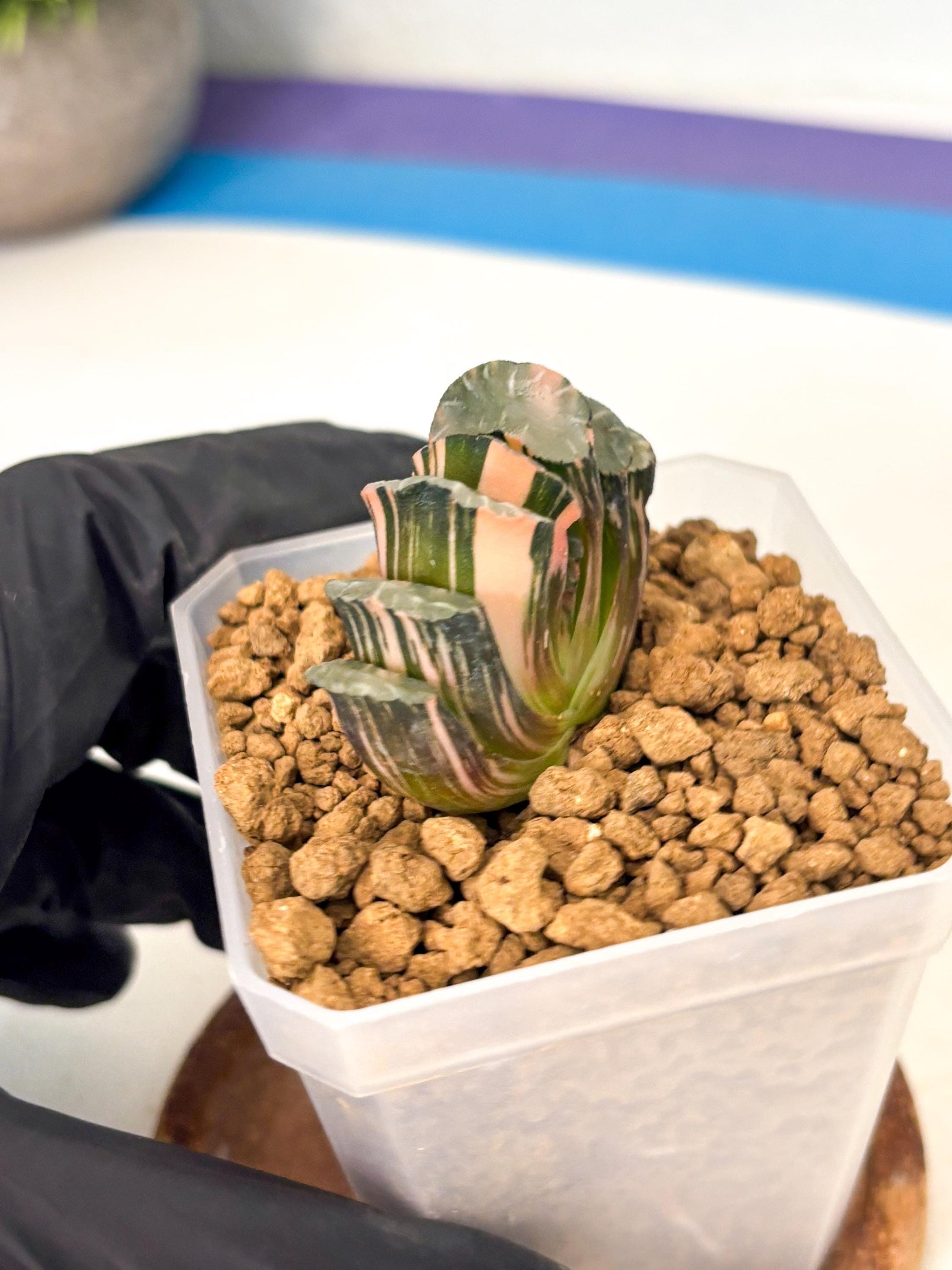 Haworthia Truncata Best Blue (wa1) (y4) | South Korea Import | Succulent