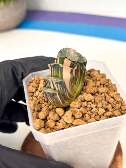 Haworthia Truncata Best Blue (wa1) (y4) | South Korea Import | Succulent
