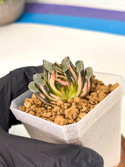 Haworthia Truncata Best Blue (wa1) (y4) | South Korea Import | Succulent