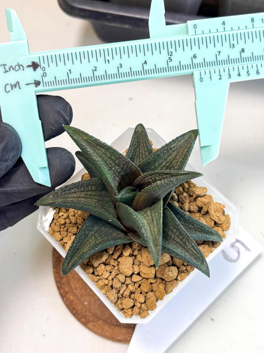 Haworthia Koelmaniorum Sugriva (wa1) (y5) | South Korea Import