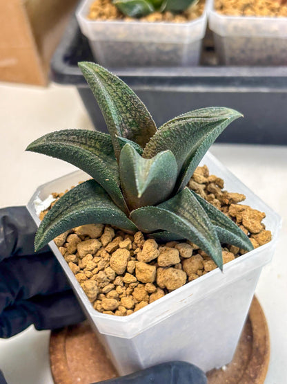 Haworthia Koelmaniorum Sugriva (wa1) (y5) | South Korea Import