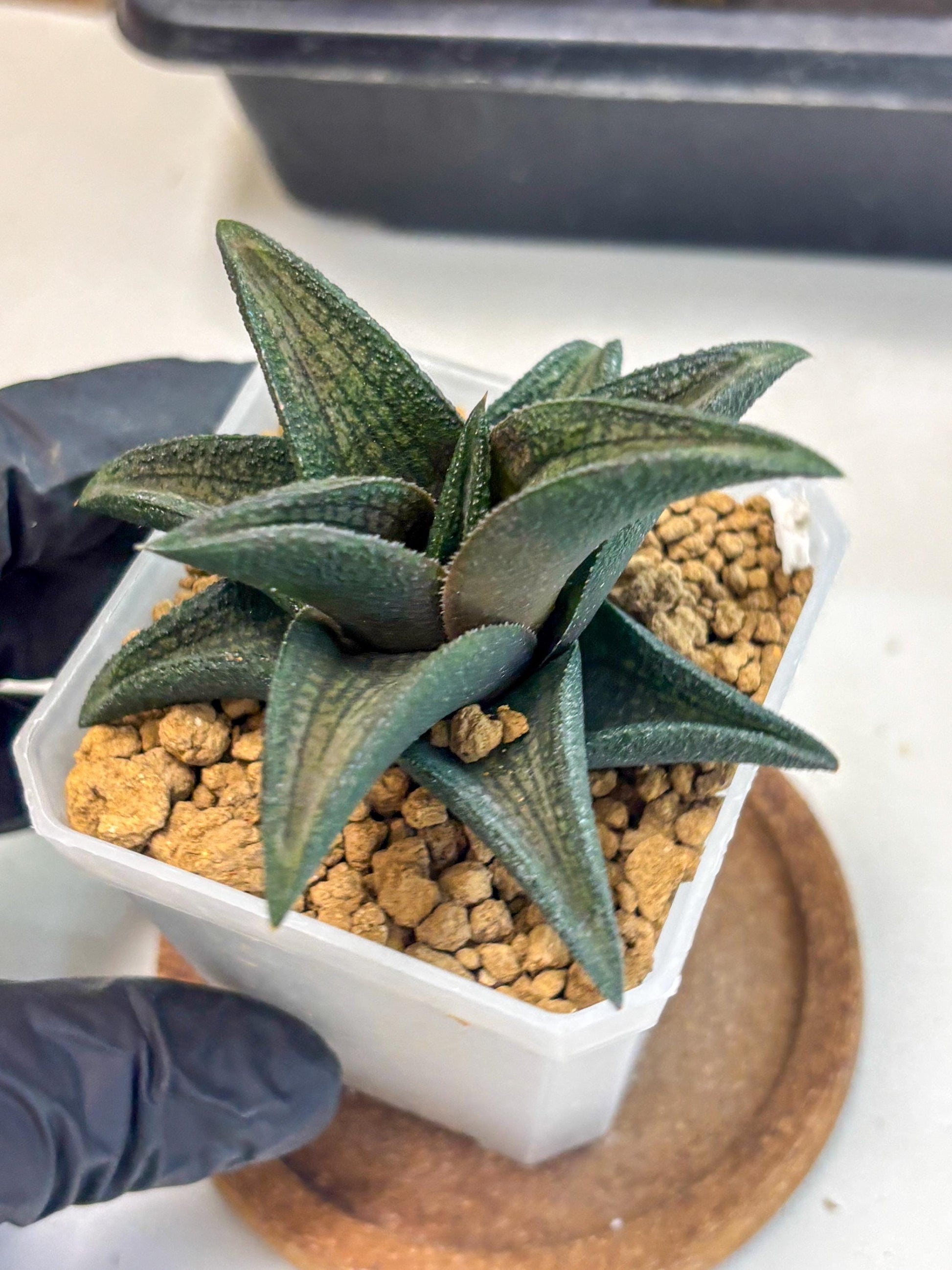 Haworthia Koelmaniorum Sugriva (wa1) (y5) | South Korea Import