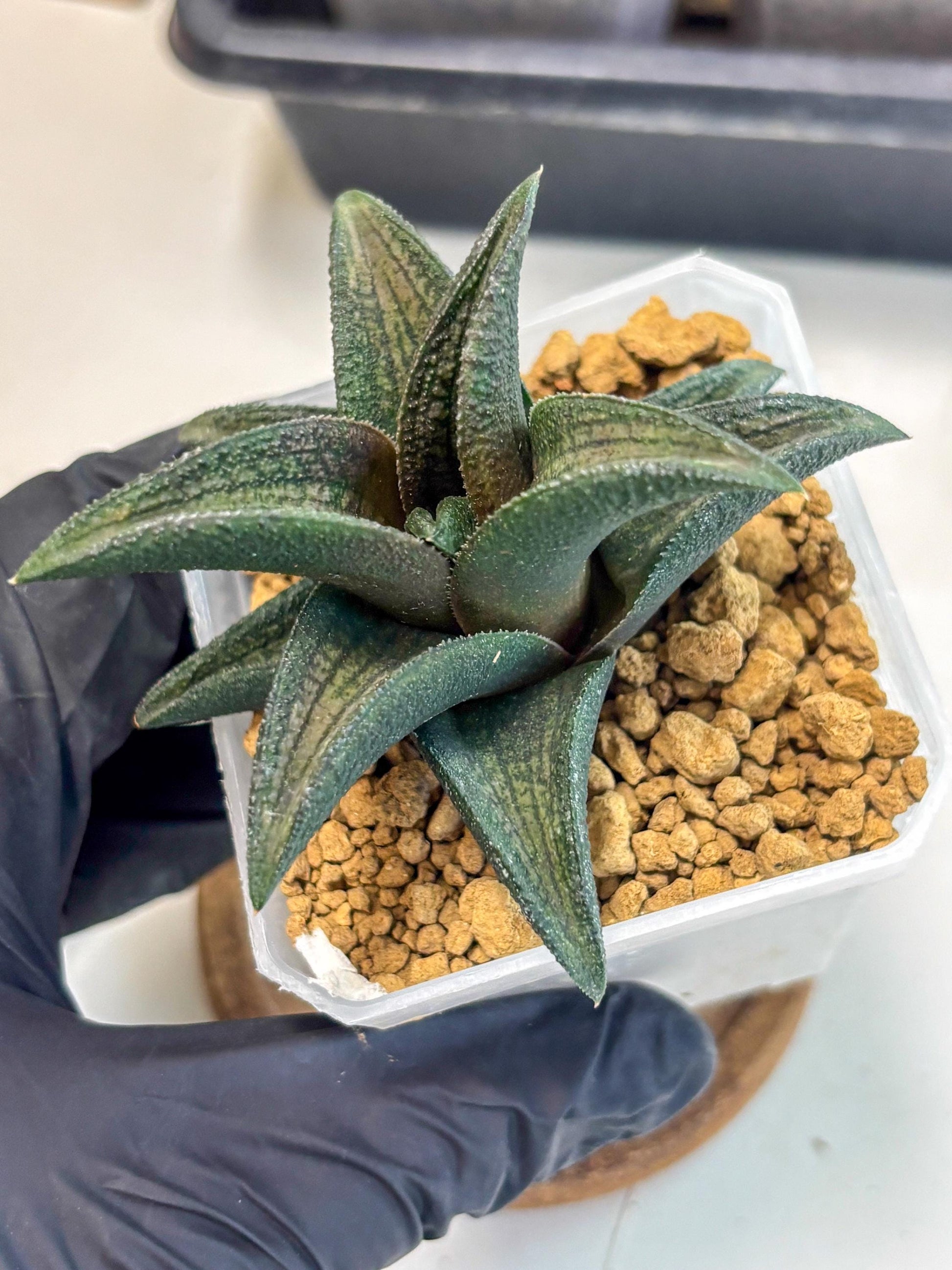 Haworthia Koelmaniorum Sugriva (wa1) (y5) | South Korea Import