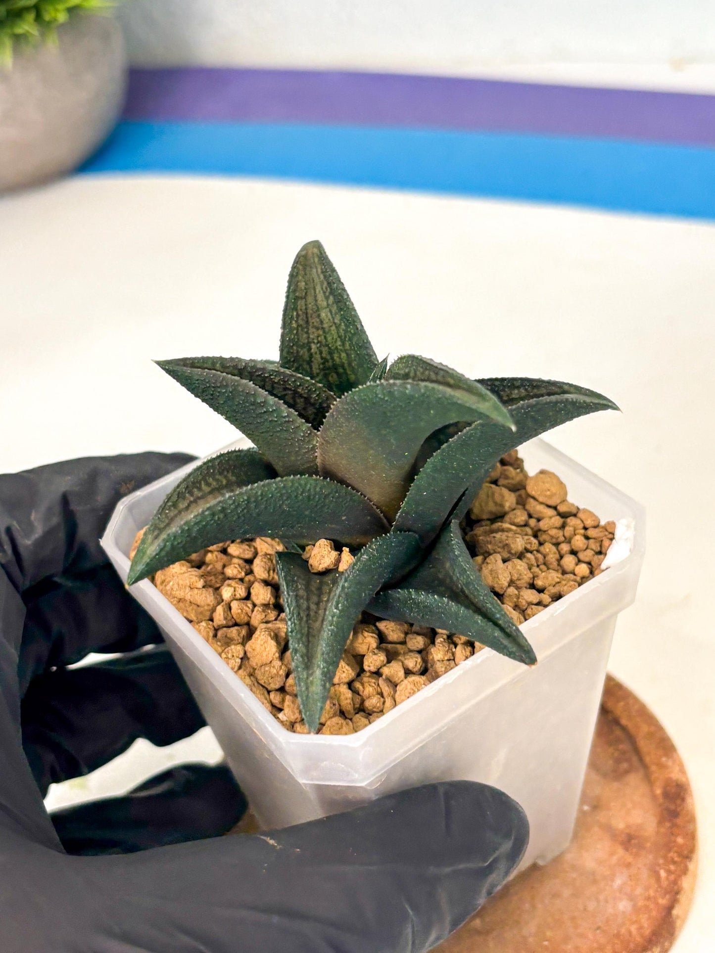 Haworthia Koelmaniorum Sugriva (wa1) (y5) | South Korea Import