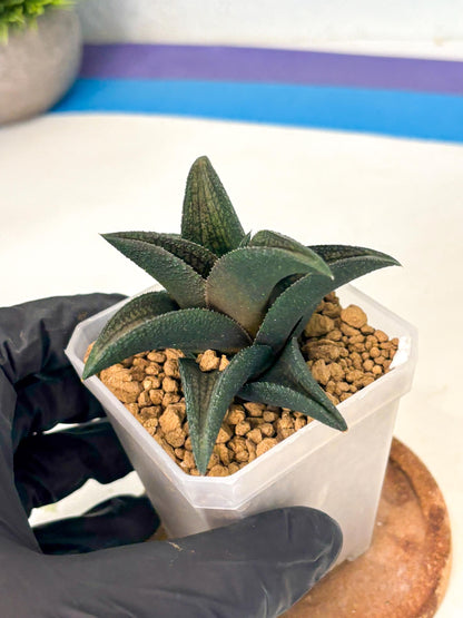Haworthia Koelmaniorum Sugriva (wa1) (y5) | South Korea Import