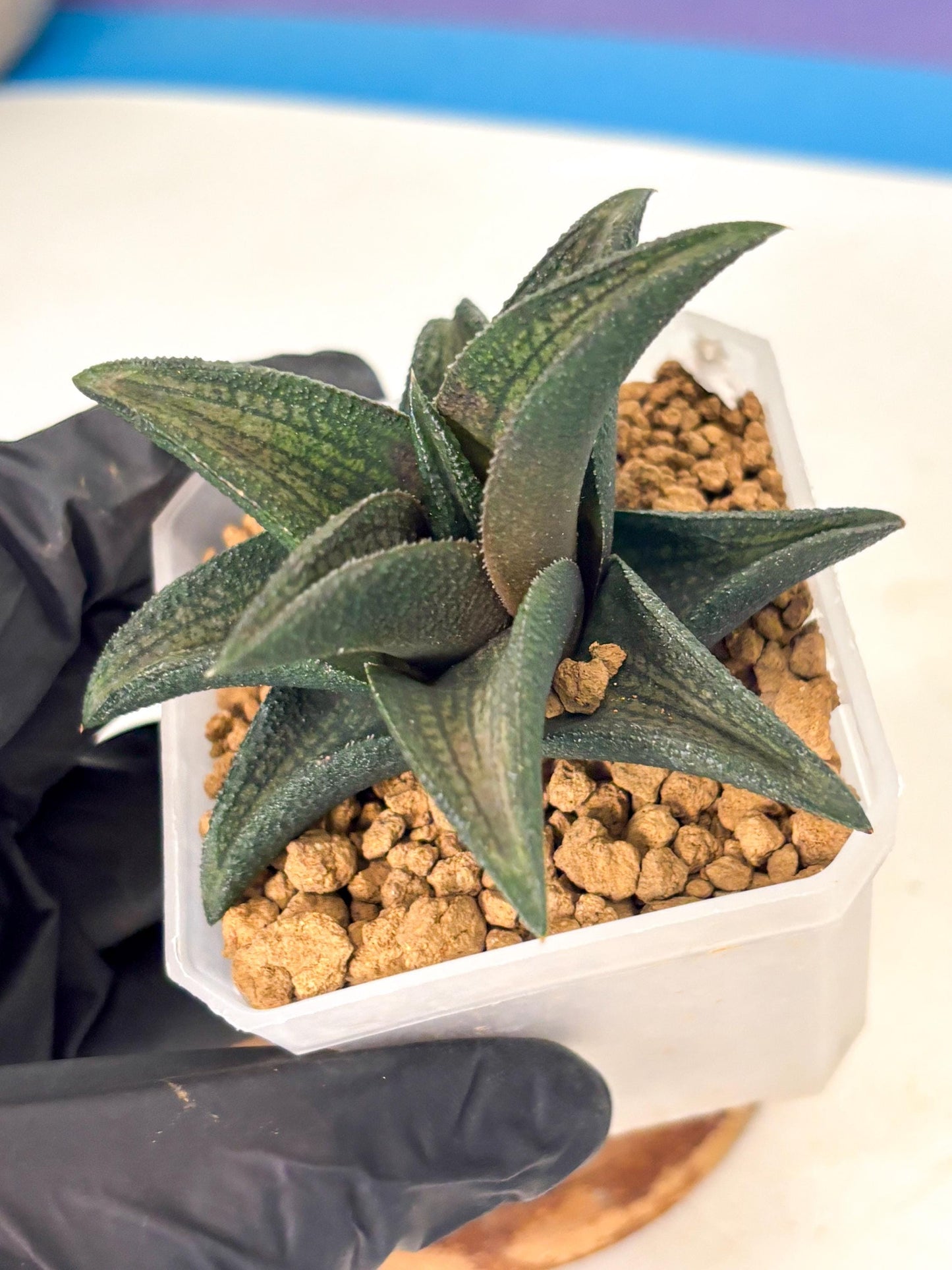Haworthia Koelmaniorum Sugriva (wa1) (y5) | South Korea Import