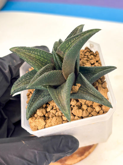 Haworthia Koelmaniorum Sugriva (wa1) (y5) | South Korea Import