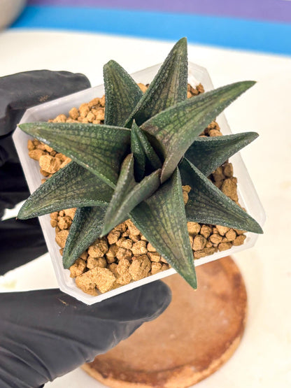 Haworthia Koelmaniorum Sugriva (wa1) (y5) | South Korea Import