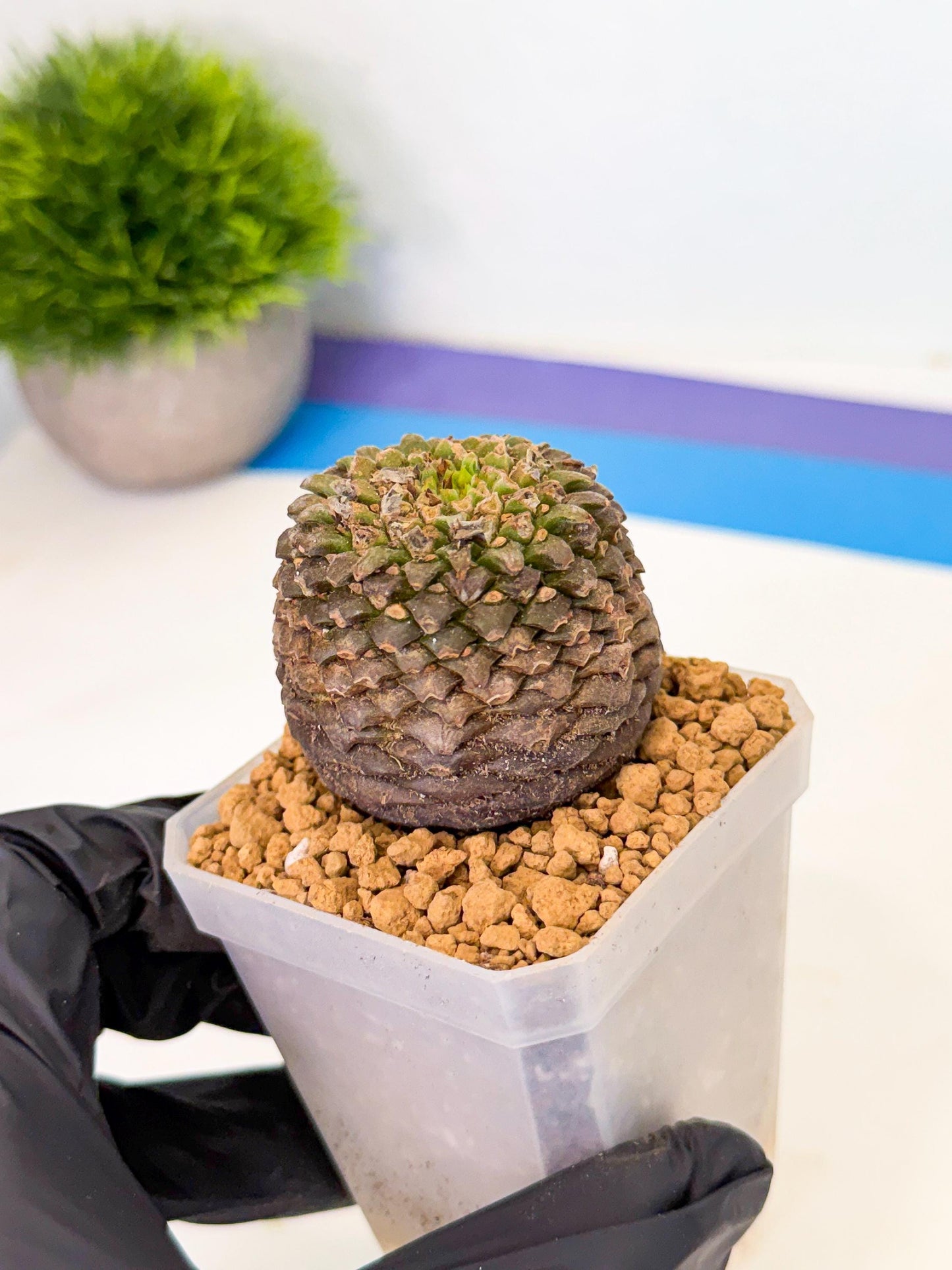 Euphorb Bupleurifolia (1) | Rare House Plant