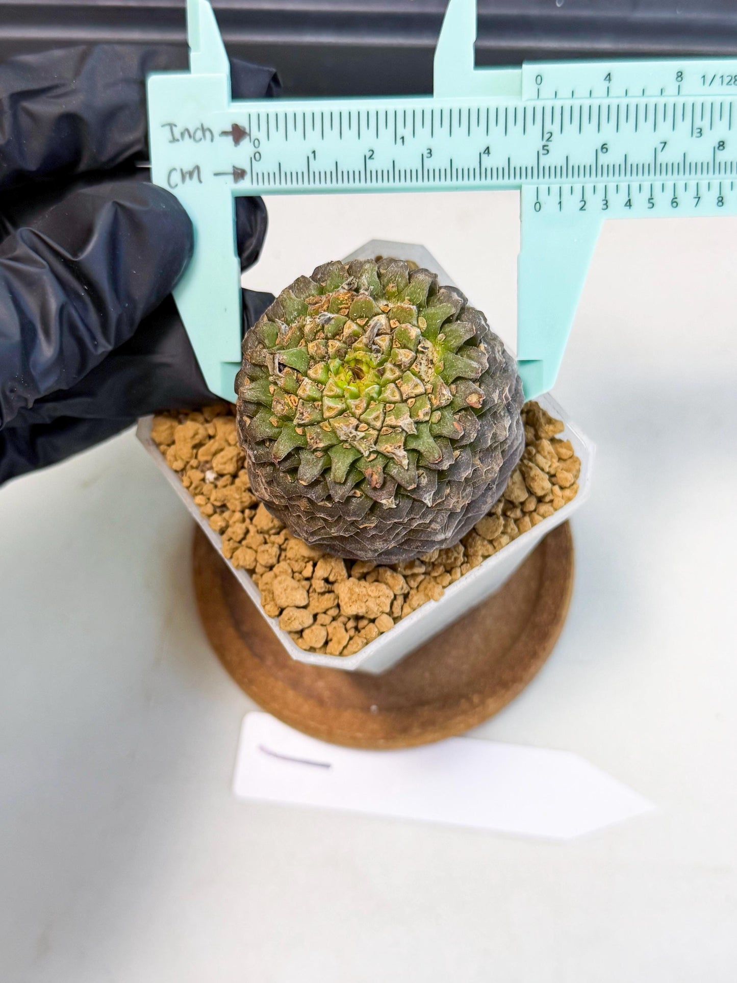Euphorb Bupleurifolia (1) | Rare House Plant