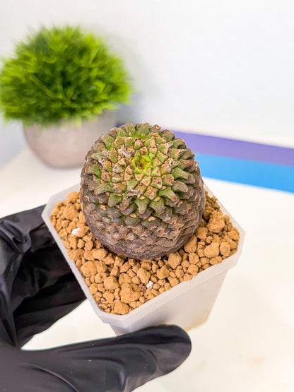 Euphorb Bupleurifolia (1) | Rare House Plant