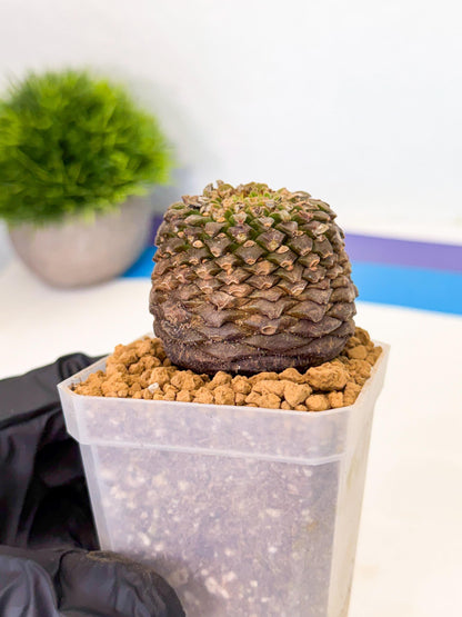 Euphorb Bupleurifolia (1) | Rare House Plant
