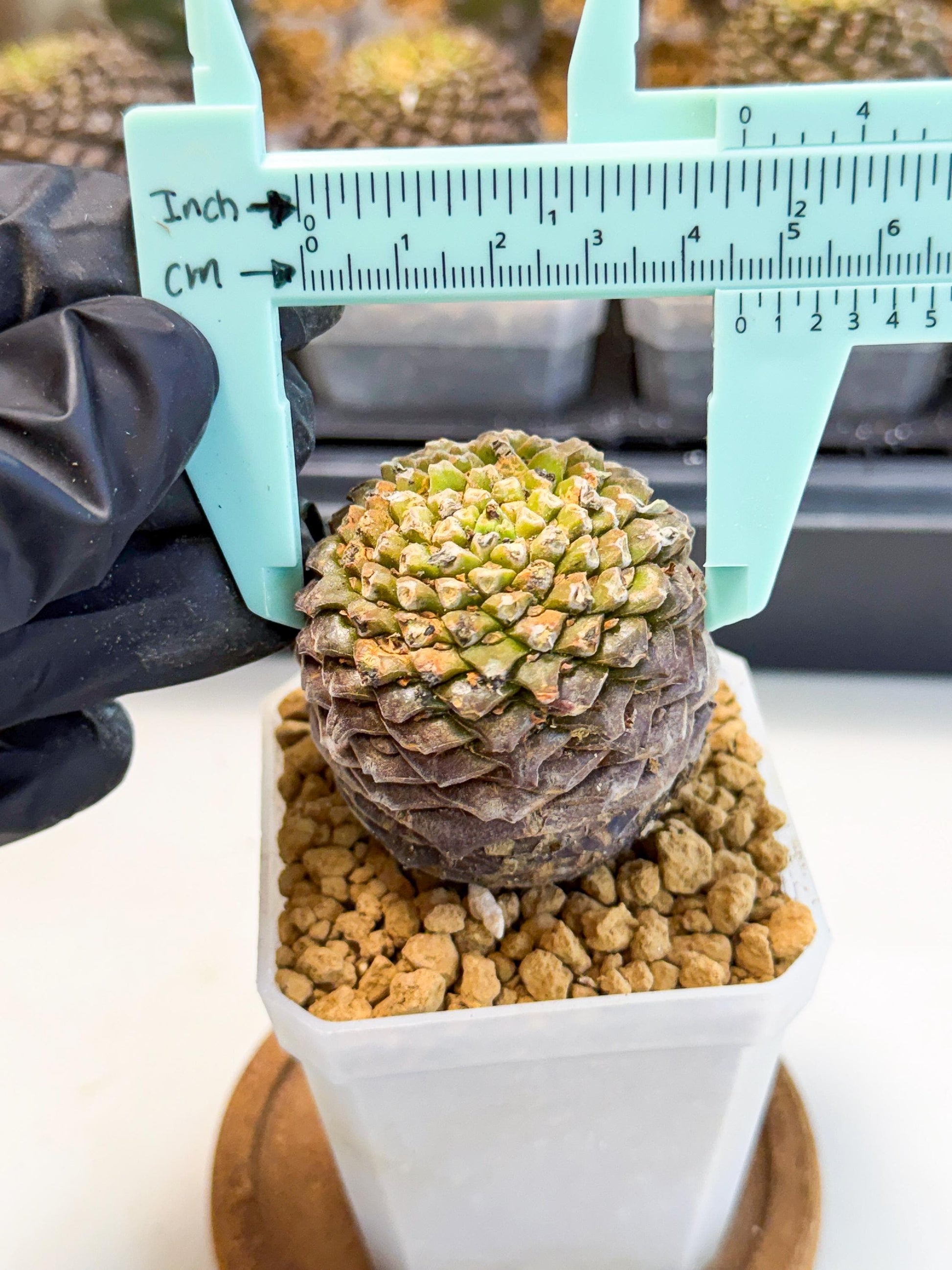 Euphorb Bupleurifolia (2) | Rare House Plant